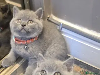 British Shorthair cats British shorthair kittens - Advert 1