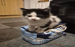 British Shorthair cats for sale: Kittens ready now - Image 6