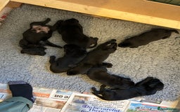 Labrador Retriever dogs for sale: Black Labrador Retriever Puppies Gundog pedigrees - Image 2