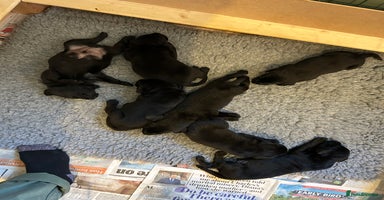 Labrador Retriever dogs - Advert 1