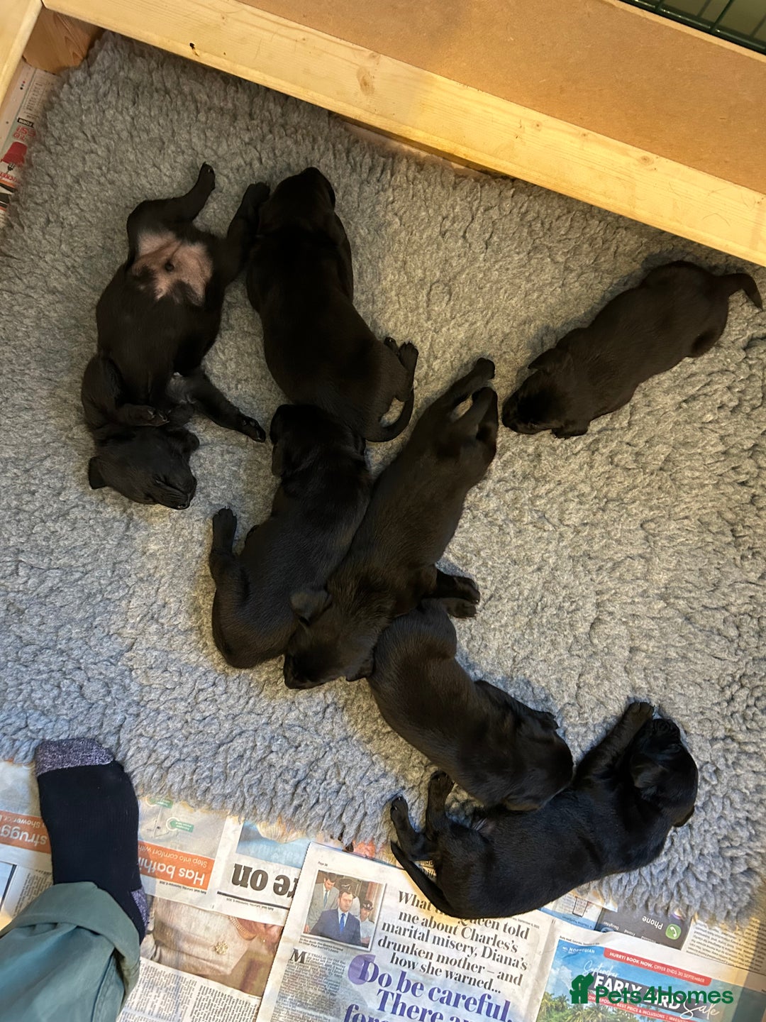 Labrador Retriever dogs for sale: Black Labrador Retriever Puppies Gundog pedigrees - Image 2