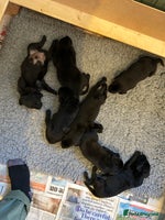 Labrador Retriever dogs - Advert 4