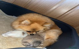 Pomeranian dogs for sale: Kc Registered Pomeranian Pups - Image 32