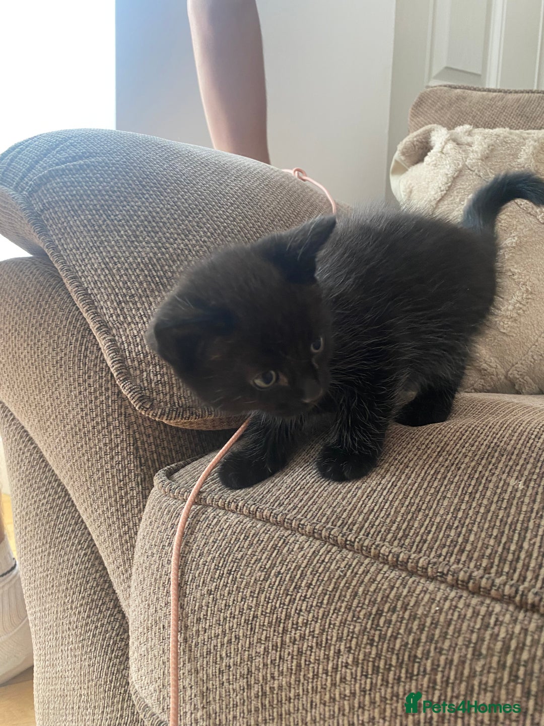 Domestic Shorthair cats for sale: 6 beautiful kittens for sale - Image 3