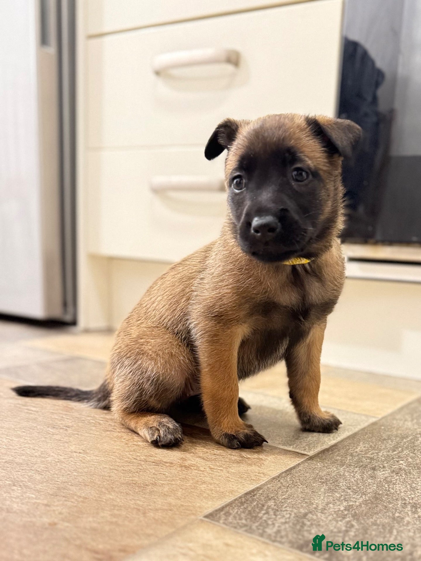 Belgian Shepherd Dog dogs Only 3 KC Belgian Malinois Pups Left! 🐾 - Advert 2