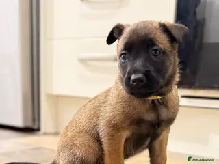 Belgian Shepherd Dog dogs Only 3 KC Belgian Malinois Pups Left! 🐾 - Advert 2