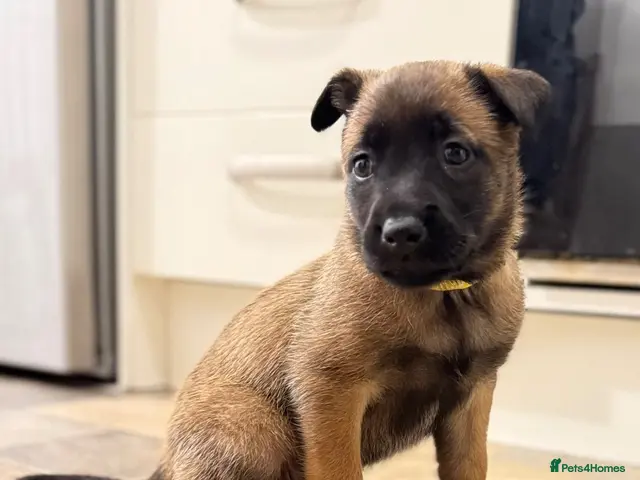 Belgian Shepherd Dog dogs Only 2 KC Belgian Malinois Pups Left! 🐾 - Advert 2