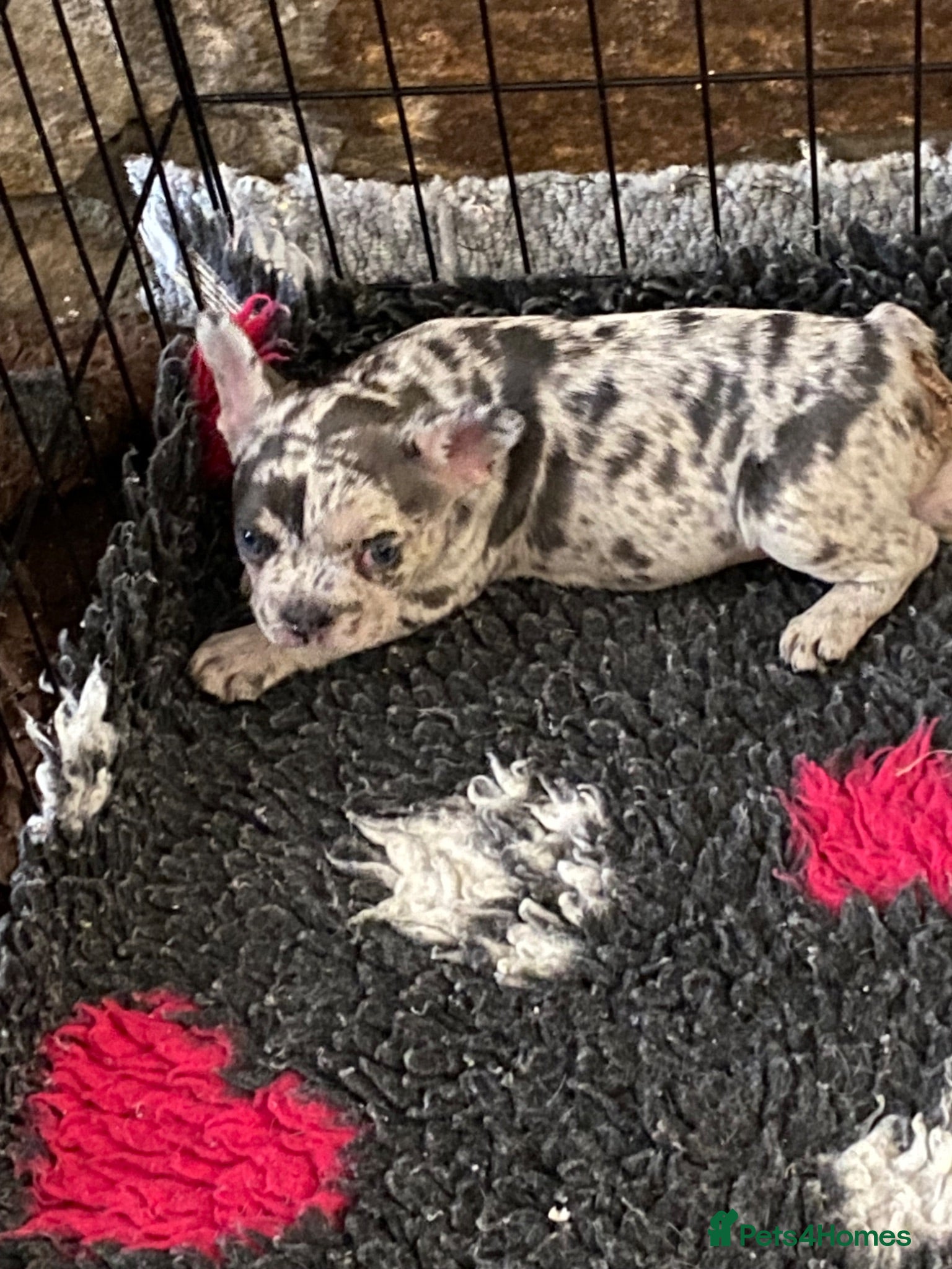 French Bulldog dogs Stunning healthy French bulldog pups - Advert 2