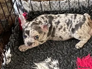 French Bulldog dogs Stunning healthy French bulldog pups - Advert 2