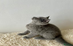 British Shorthair cats for sale: Ready to go pure breed British shorthair kittens - Image 15