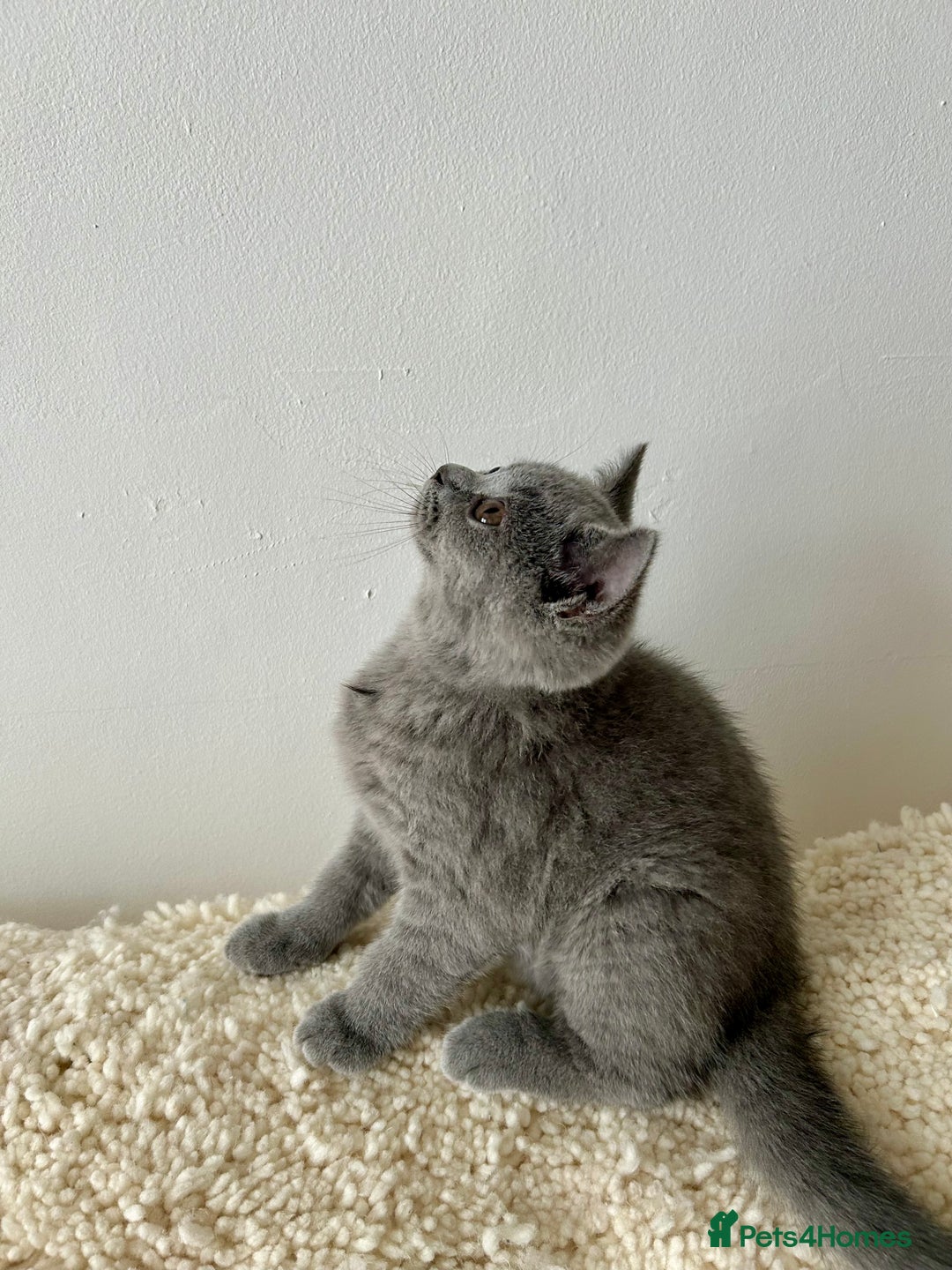 British Shorthair cats for sale: Ready to go pure breed British shorthair kittens - Image 15
