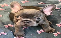 French Bulldog dogs for sale: French Bulldog 4 Boys and 3 girls  - Image 23