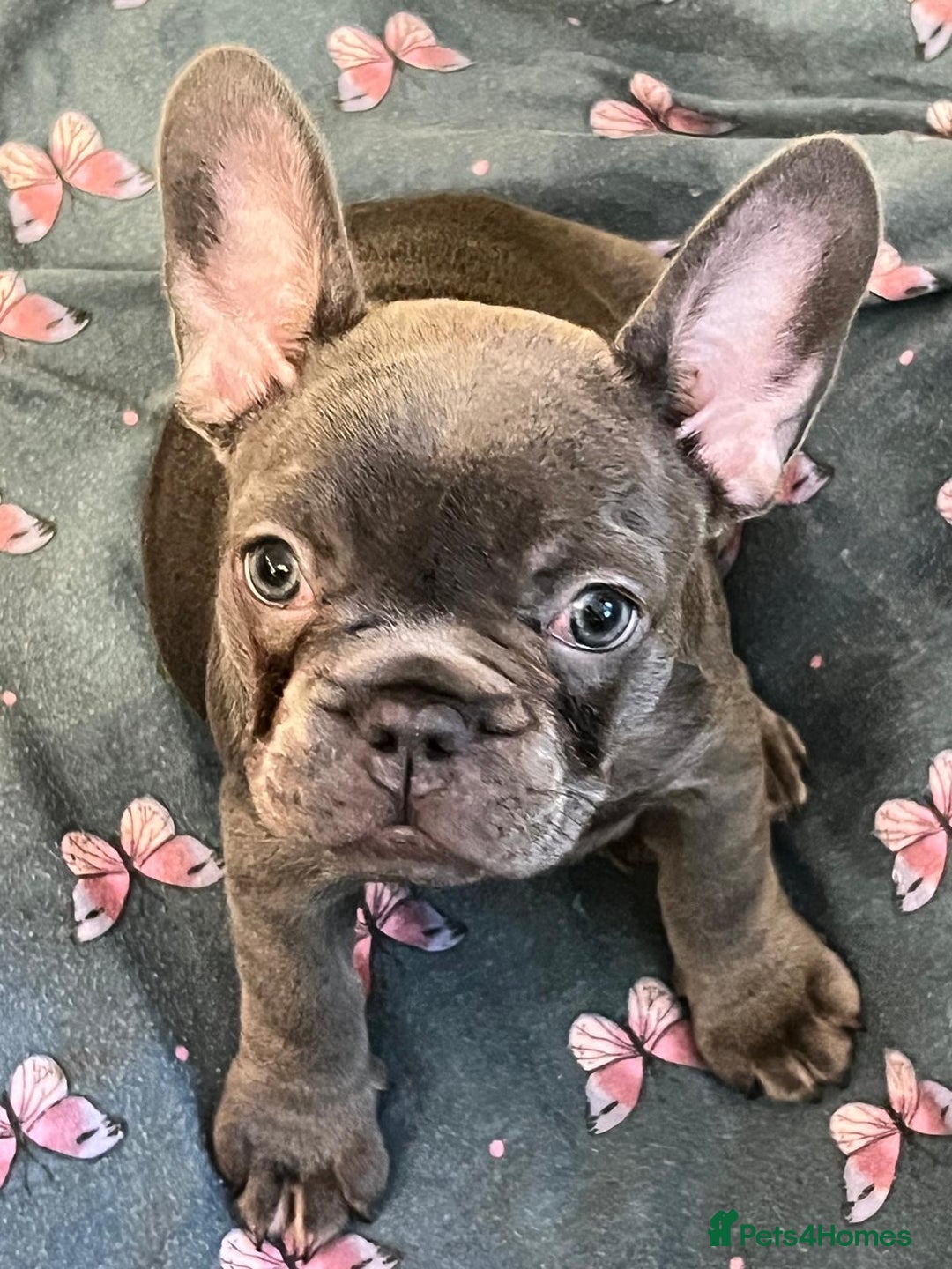 French Bulldog dogs for sale: French Bulldog 4 Boys and 3 girls  - Image 23