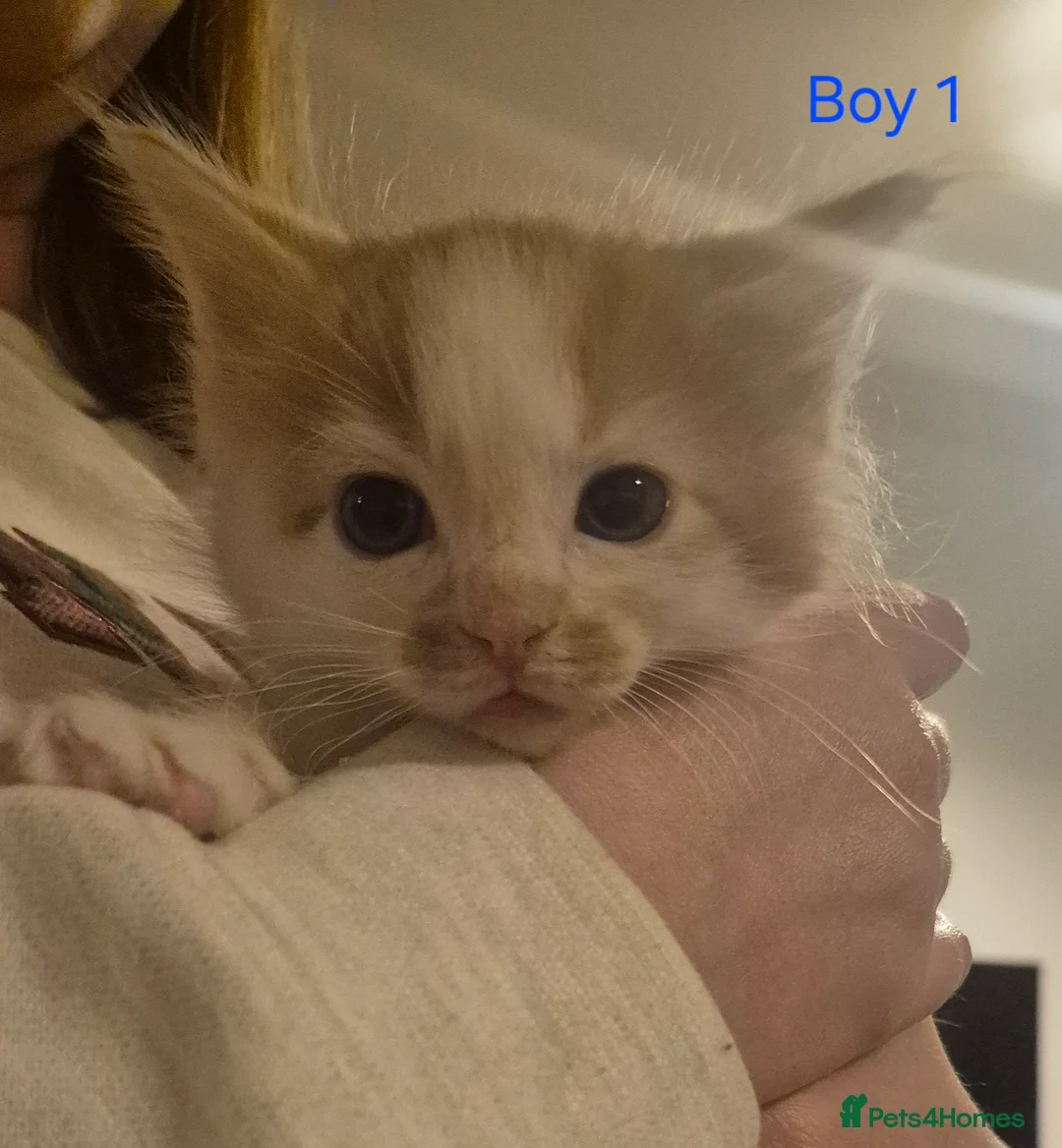 Mixed Breed cats for sale: 5 Beautiful Maine Coon/Ragdoll Kittens  - Advert 17