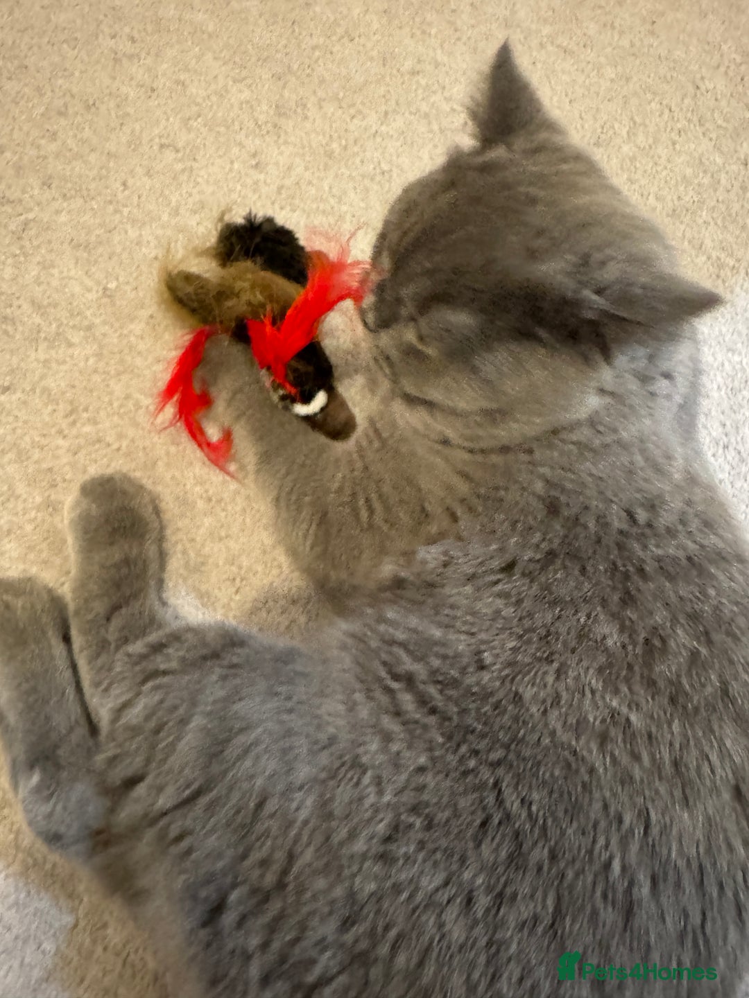 British Shorthair cats for sale: British Shorthair Male Cat – 1 Year Old – For Sale - Image 3