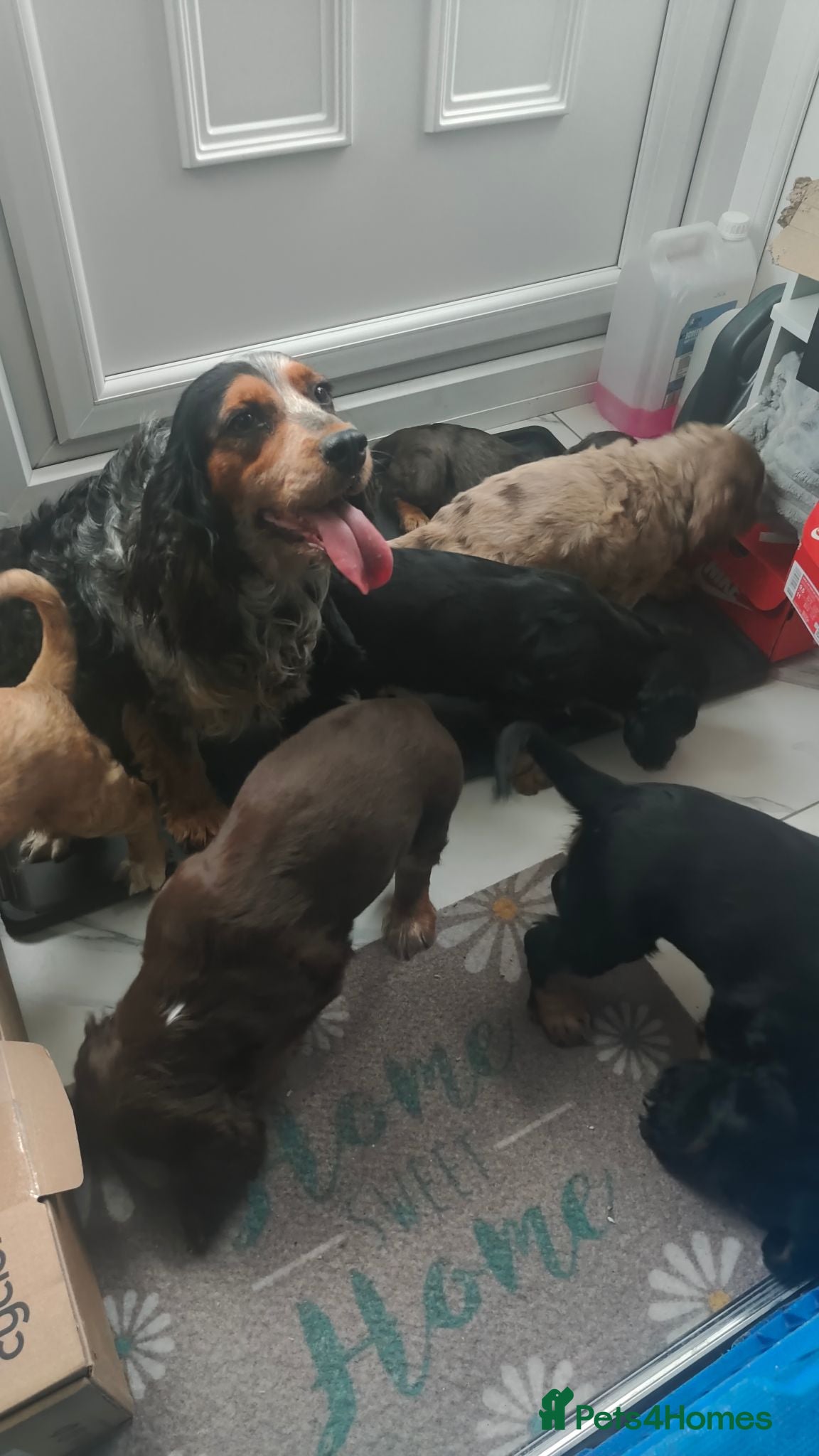 Cocker Spaniel dogs Tri colour show type cocker spaniel pups - Advert 1