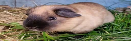 Guinea Pig rodents for sale: California x male and female Guinea pig babies  - Advert 26