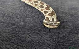 Snake reptiles for sale: Hognose with vivarium  - Image 3