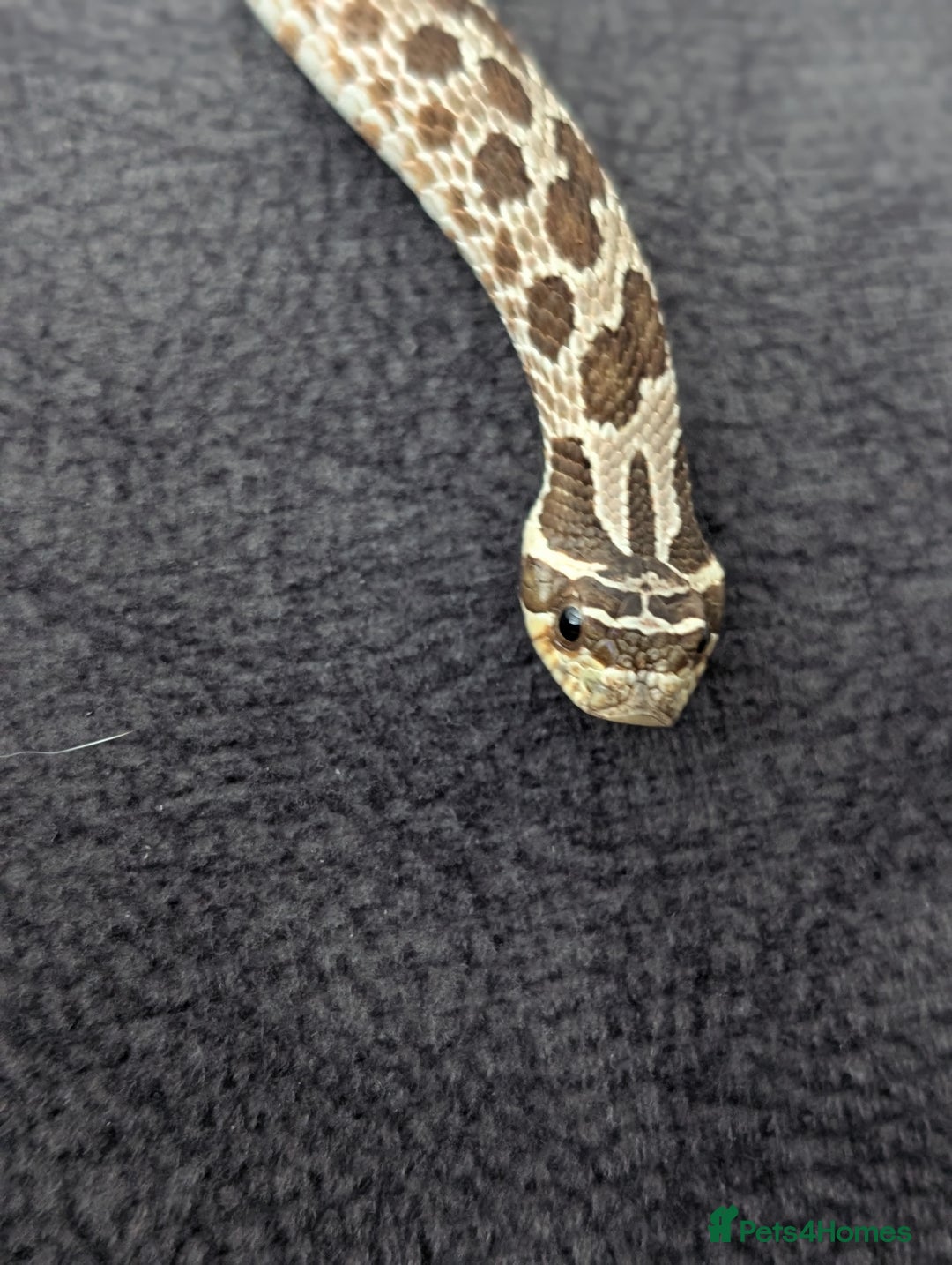 Snake reptiles for sale: Hognose with vivarium  - Image 3