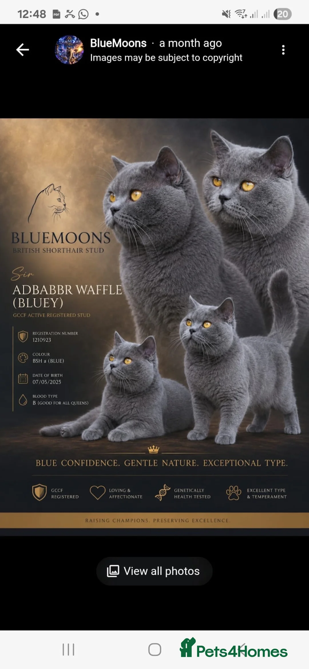 British Shorthair cats for sale: 4 Gorgeous bsh boys available 🤍 - Advert 6