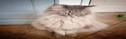 Siberian cats for sale: Stunning older Siberian cats for sale - Advert 3