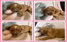 Irish Doodle dogs for sale: Gorgeous Miniature F1 Irish Doodles - Image 17
