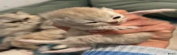 Persian cats for sale: Adorable Chinchilla Kittens  - Advert 6
