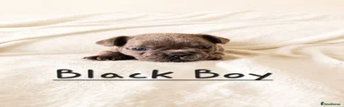 Black Collar- Blue Boy