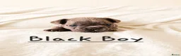 French Bulldog dogs for sale: Exceptional KC French Bulldog Puppies - Advert 8