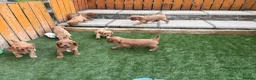 Cavapoo dogs for sale: Stunning F1 Cavapoo pups, out of DNA tested parent - Advert 4