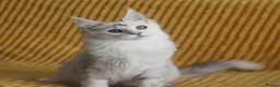 Maine Coon cats for sale: Pedigree Silver Shaded Beauties TICA Registered - Advert 16