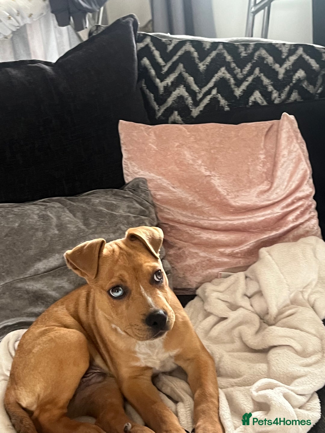 Mixed Breed dogs for sale: American bully x Rottweiler  - Image 2