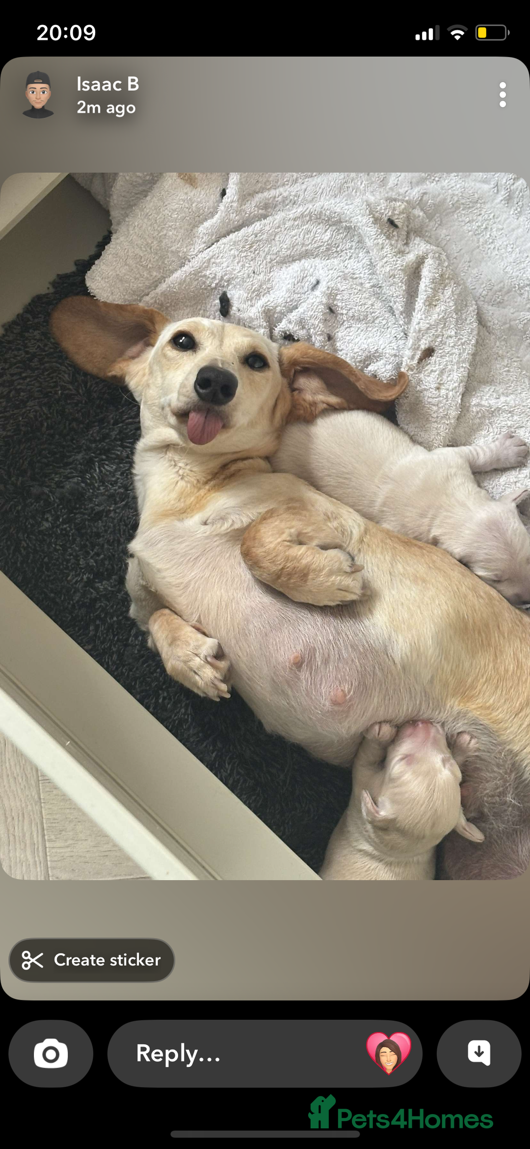 Dachshund dogs for sale: Stunning male Dachshund puppies  - Image 17