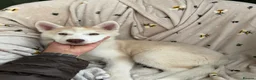 Siberian Husky dogs for sale: Siberian husky puppy - Advert 4