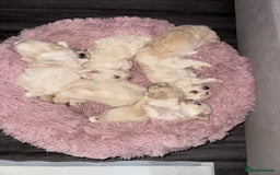 Bichon Frise dogs for sale: 🤍 3 female and 5 male - Image 16