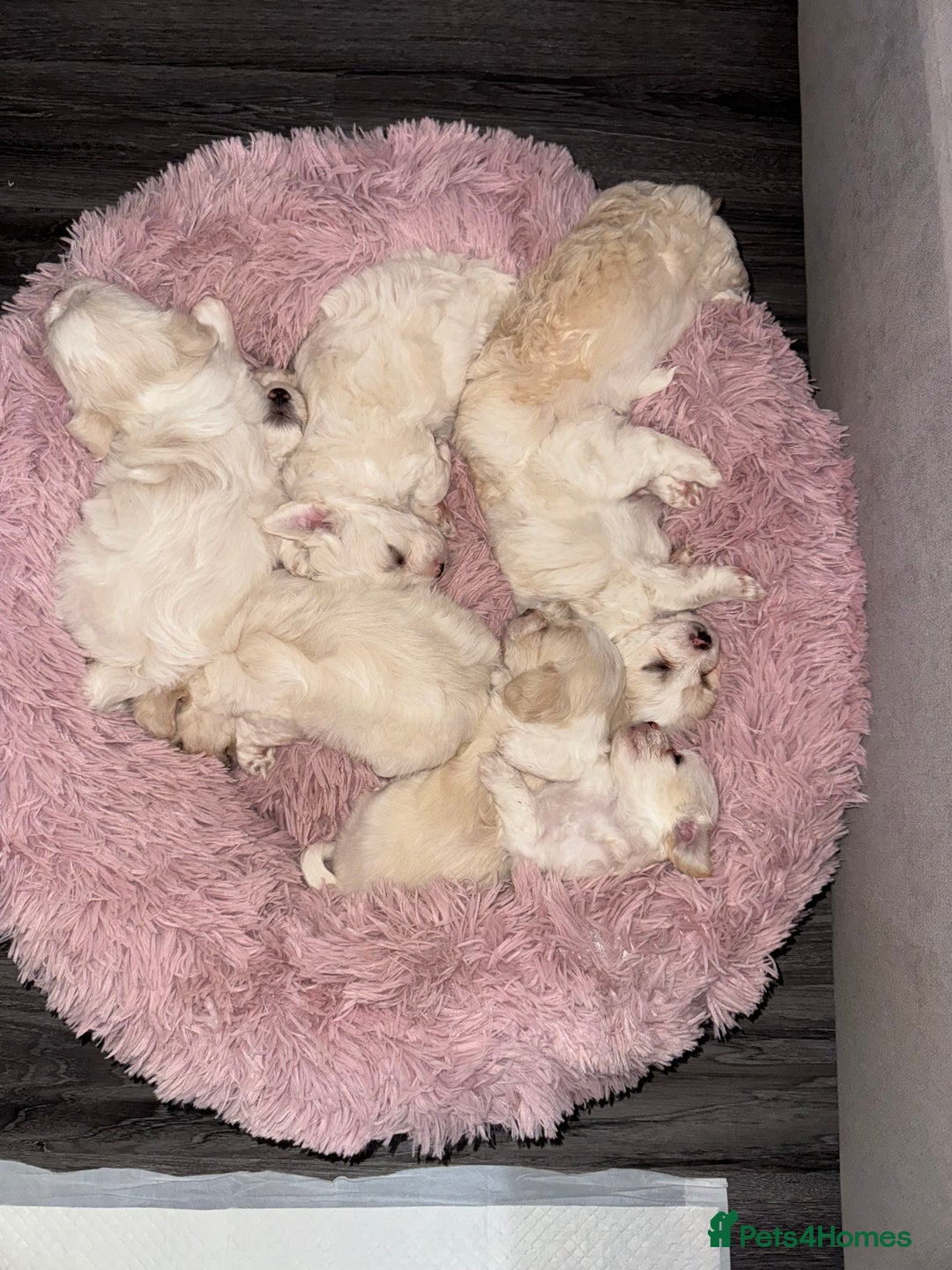Bichon Frise dogs for sale: 🤍 3 female and 5 male - Image 16