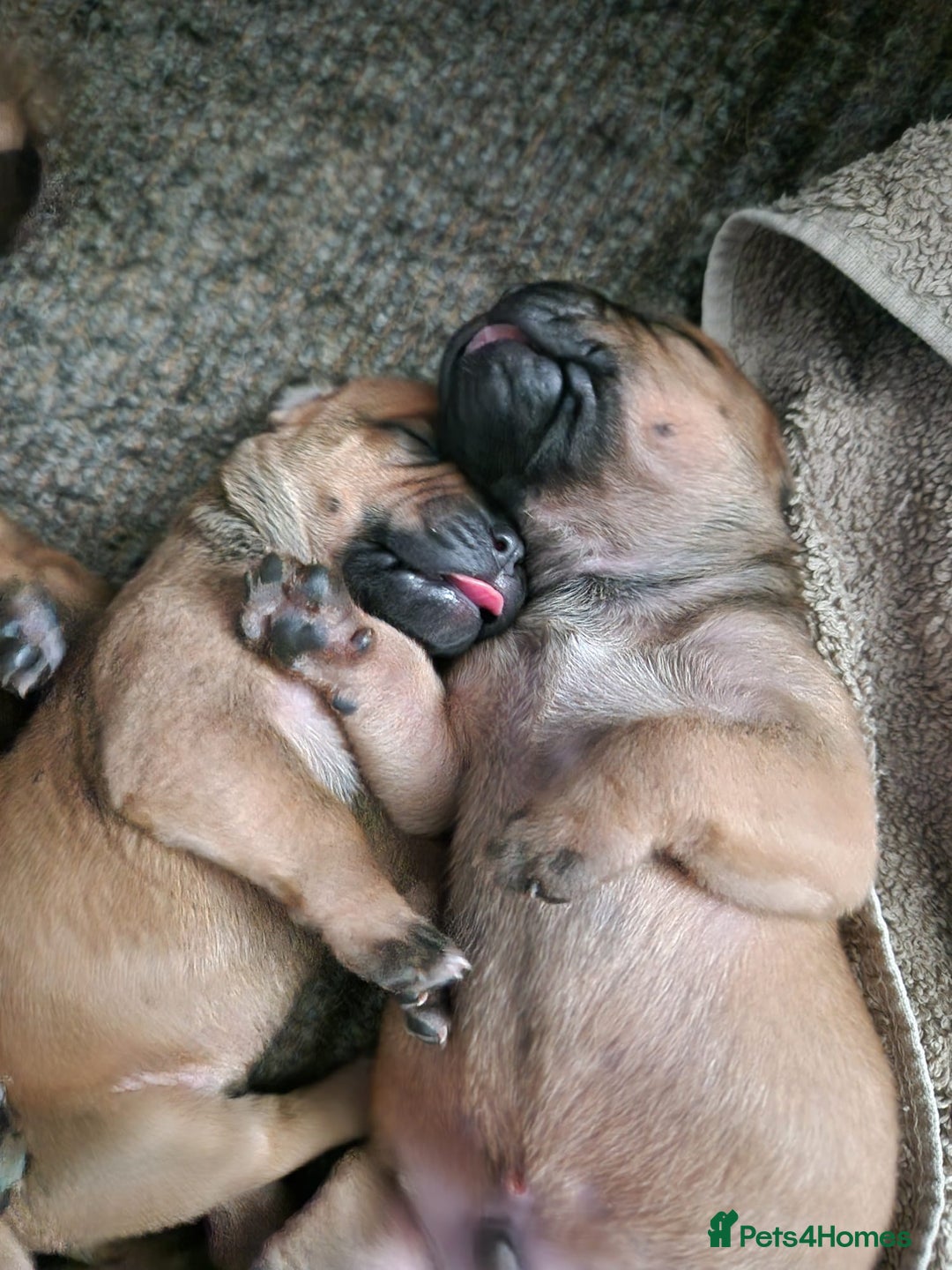 Mixed Breed dogs for sale: Bullmastiff X Puppies - Image 7