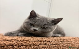 British Shorthair cats for sale: PEDIGREE BLUE BSH KITTEN AVAILABLE NOW!  - Image 1