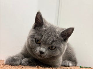 British Shorthair cats - Advert 14
