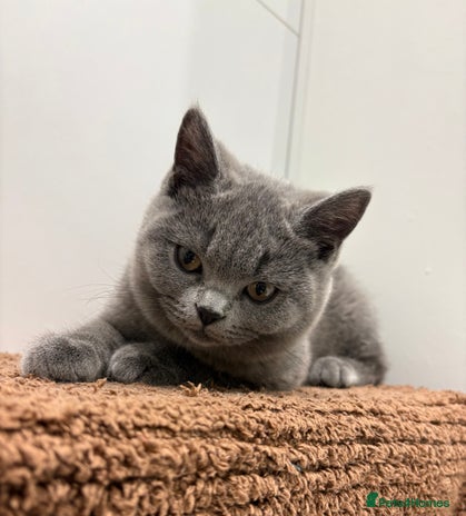 British Shorthair cats - Advert 16