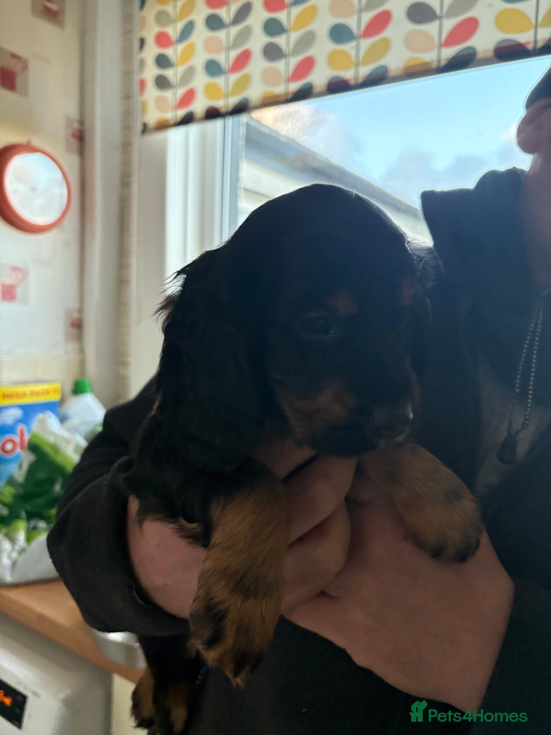 Cocker Spaniel dogs for sale: Beautifully marked Cocker Spaniel Pups For Sale - Advert 13