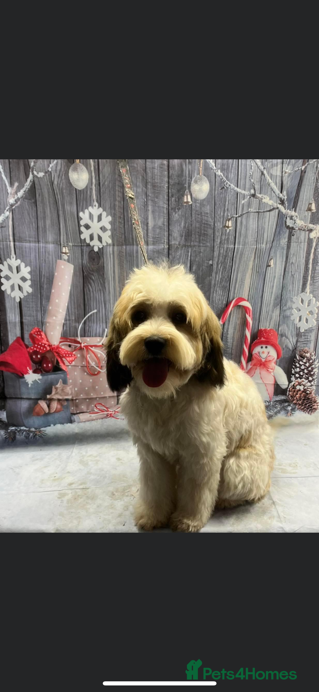 Mixed Breed dogs for sale: Shih Szu cross - Image 5