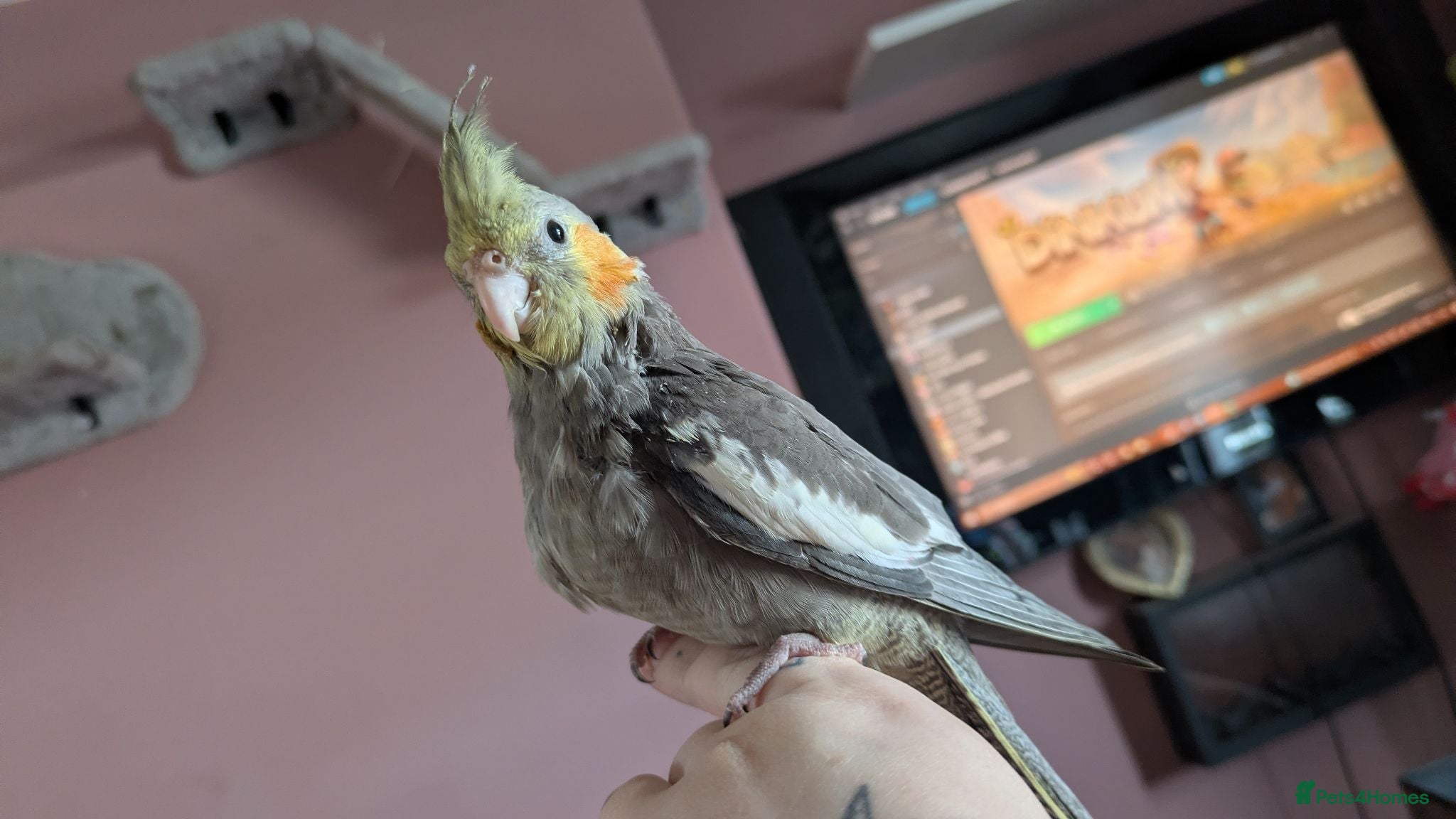 Cockatiels birds Silly tame hand reared baby cockatiel  - Advert 3