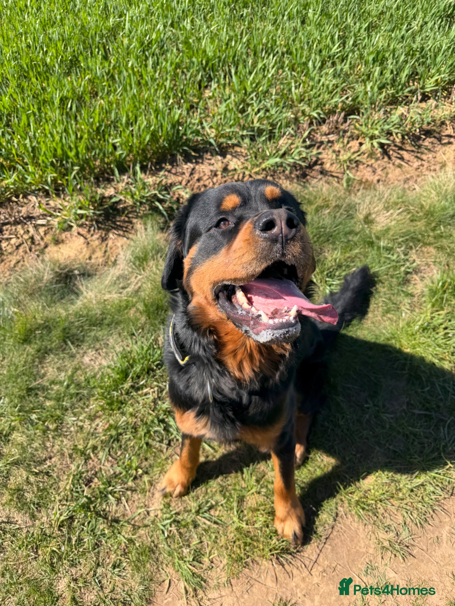 Bernese Mountain Dog dogs Rottweiler 3/4 and 1/4 Bernese  - Advert 18