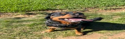 Bernese Mountain Dog dogs for stud: Rottweiler 3/4 and 1/4 Bernese  - Advert 1