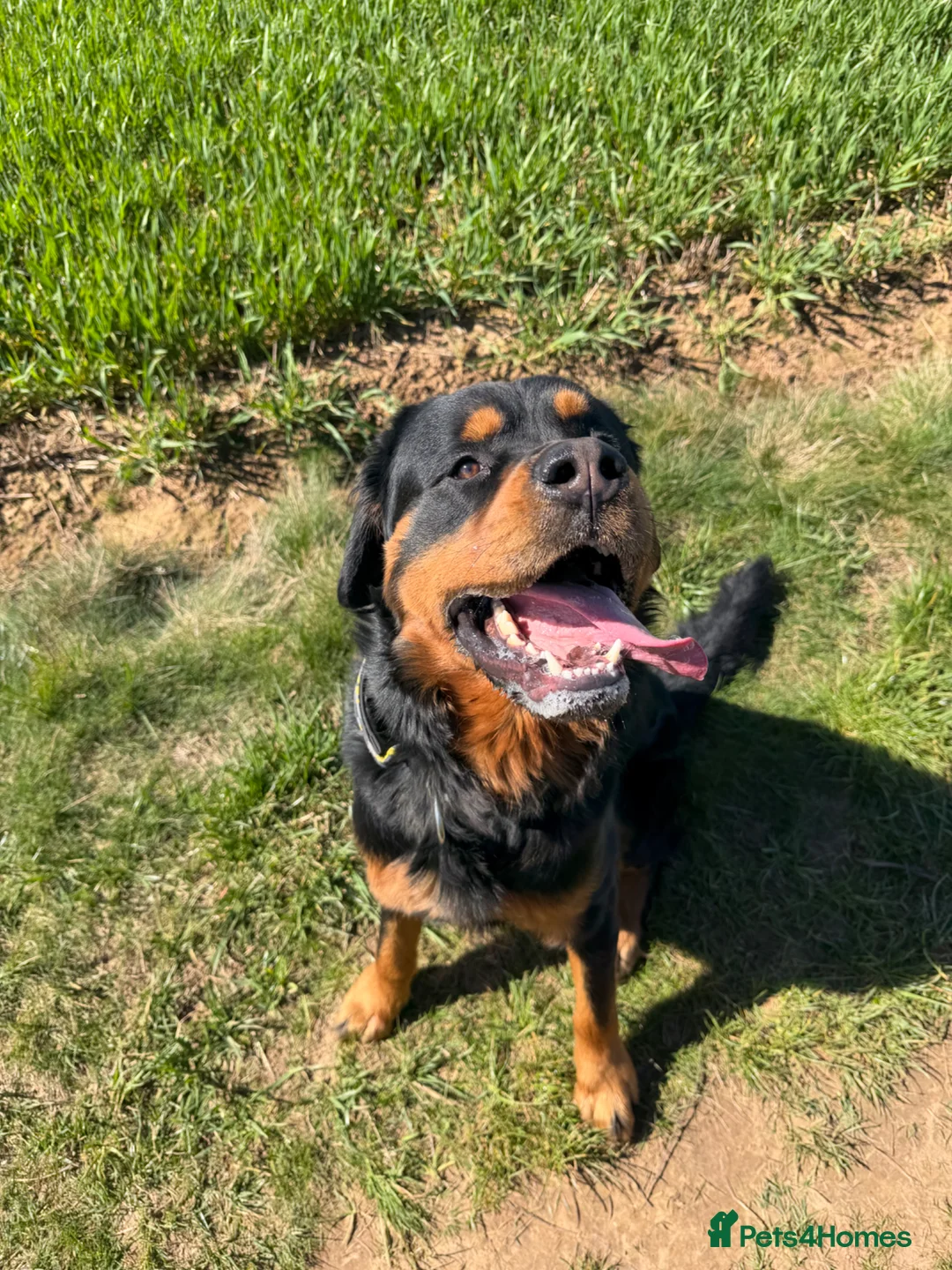 Bernese Mountain Dog dogs for stud: Rottweiler 3/4 and 1/4 Bernese  - Advert 1