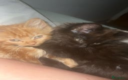British Longhair cats for sale: 1 male and 1 female 15 week old kittens - Image 7