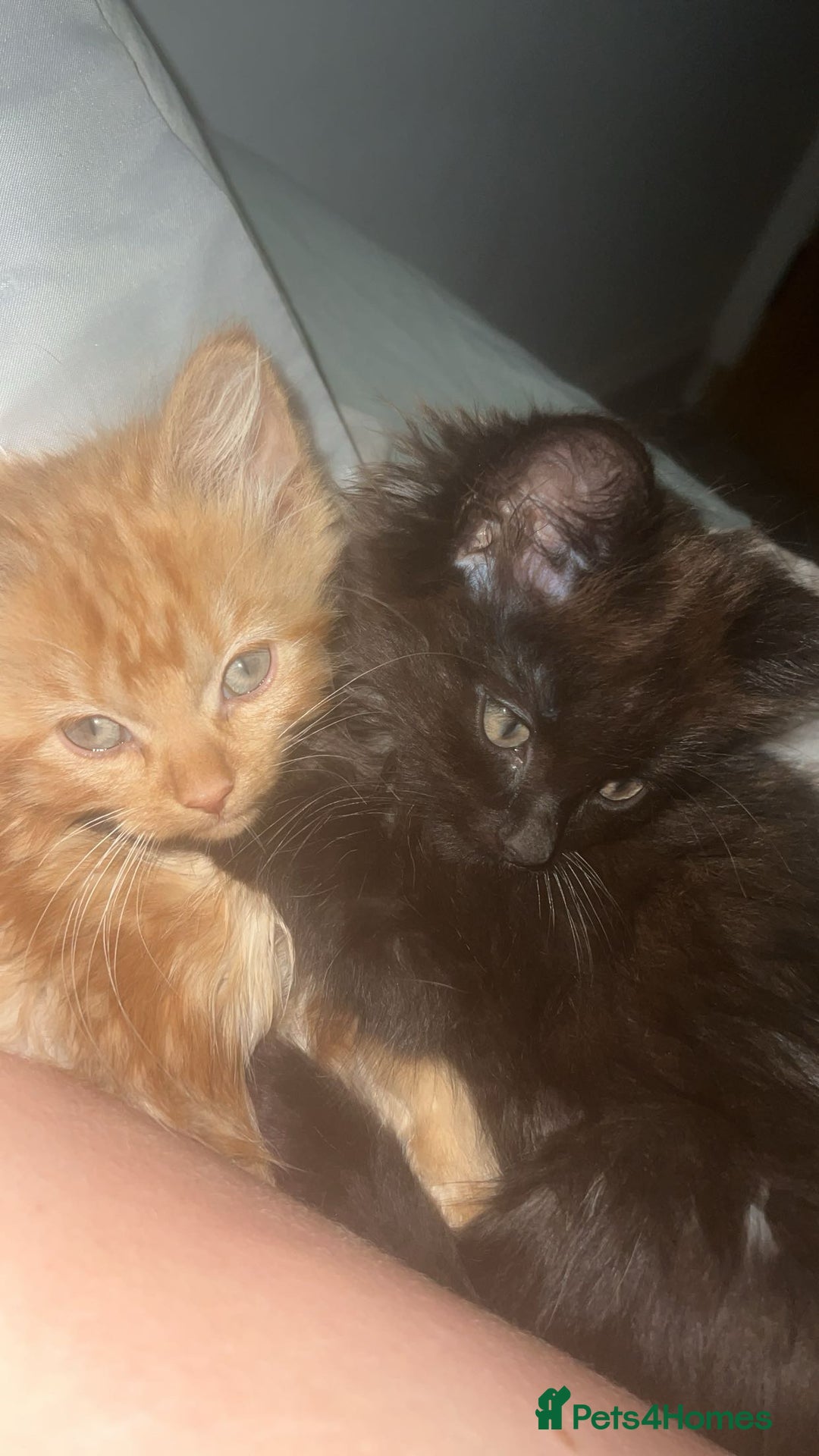 British Longhair cats for sale: 1 male and 1 female 15 week old kittens - Image 7