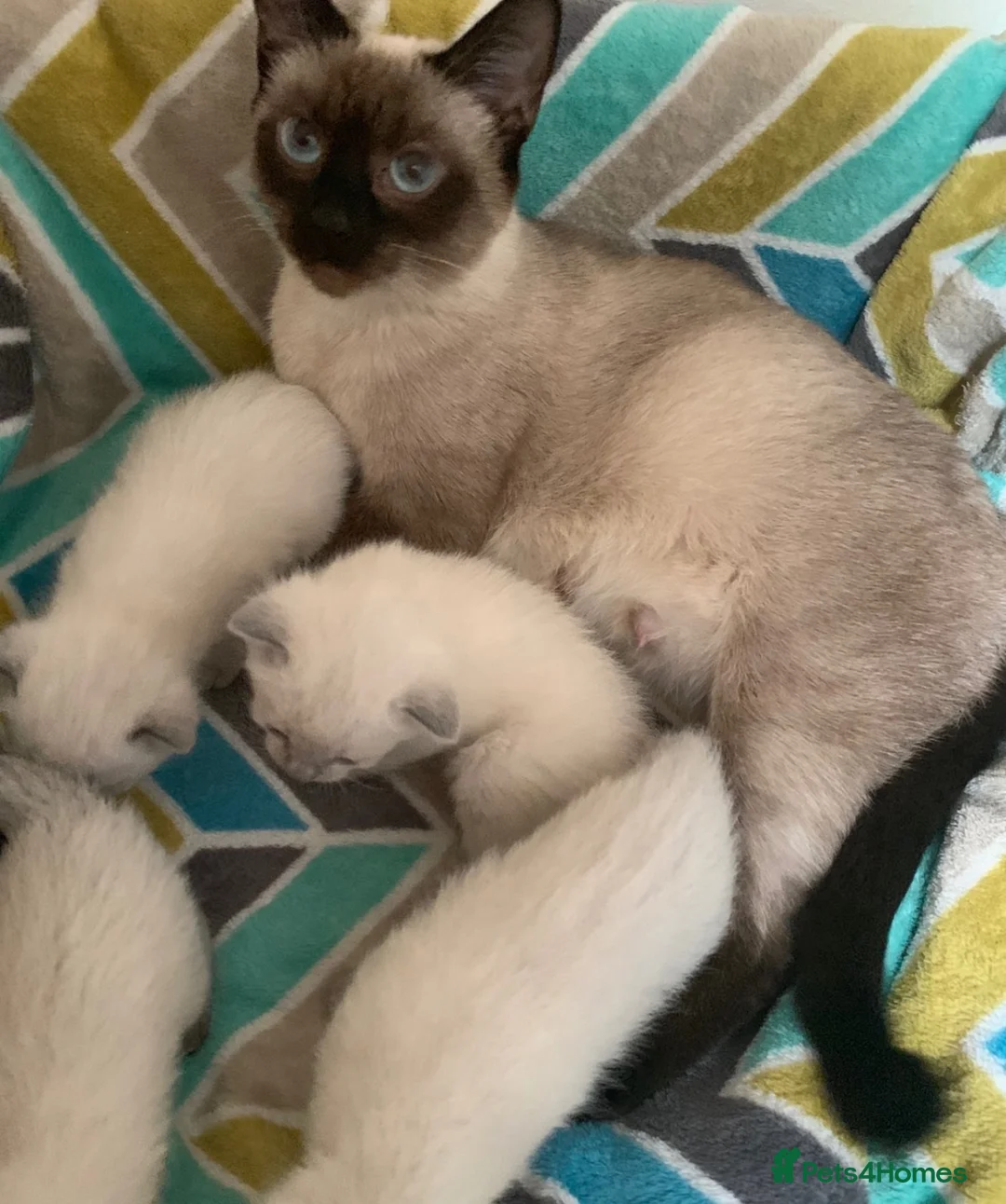 Siamese cats for sale: Beautiful seamese kittens 💙 - Advert 2