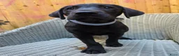 Labrador Retriever dogs for sale: Trained labrador for assistance or pet - Advert 3